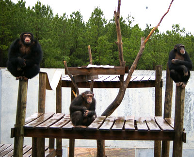 Students Learn About Environmental Humanities at Chimpanzee Sanctuary
