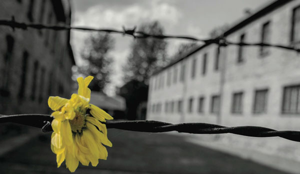 Yellow Flower and barbed wire