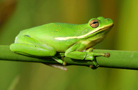 Green Tree Frog by Shelby Townsend